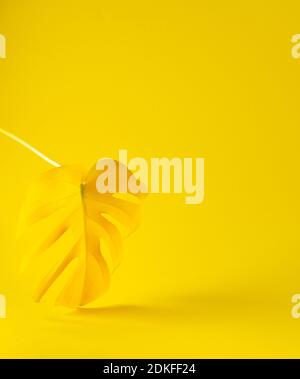 Foglia gialla di casa fiore Monstera primo piano illuminato su sfondo giallo trendy, colori trendy dell'anno Foto Stock