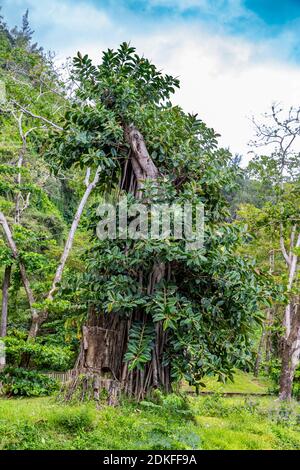 Rubber Tree, Indian rubber Tree, (Ficus elastica), destinazione escursione Anse WaterFalls, Anse des Cascades, Piton Sainte-Rose, Reunion Island, Francia, Africa, Oceano Indiano Foto Stock