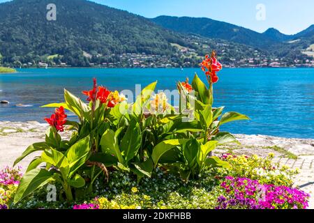 Fiori sul lungolago, Bad Wiessee, Tegernsee, Alpi Bavaresi, Baviera, Germania, Europa Foto Stock