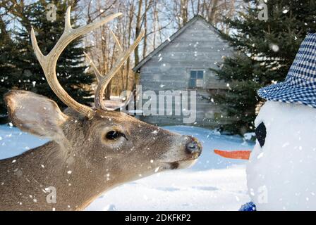 big buck cervo pronto a prendere il naso di carota di pupazzo di neve dentro fiocchi di neve Foto Stock