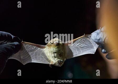 Pipistrellus nathusii, ali, ricerca Foto Stock