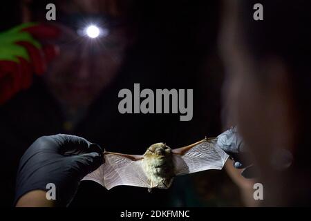 Pipistrellus nathusii, ali, ricerca Foto Stock