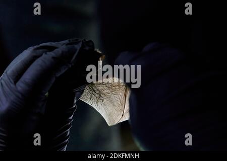 Pipistrellus nathusii, ali, ricerca Foto Stock