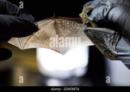 Pipistrellus nathusii, ali, ricerca Foto Stock