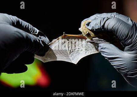 Pipistrellus nathusii, ali, ricerca Foto Stock