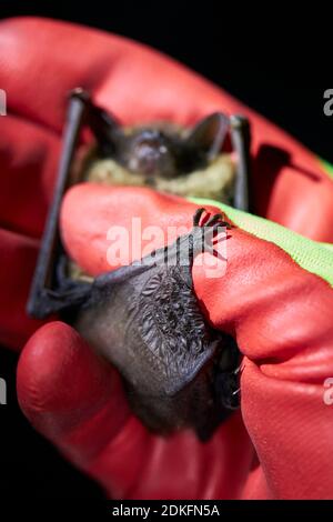 BAT, BAT ad alata larga, Eptesicus serotinus, mano, ricerca Foto Stock