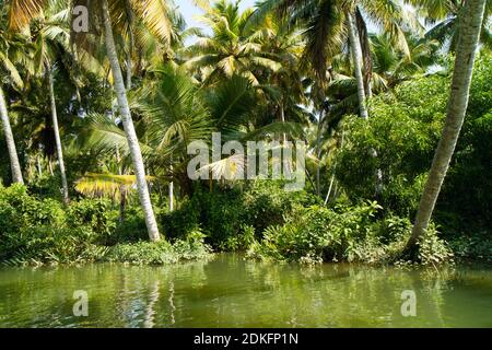 Paesaggio di Kerala backwaters - una catena di lagune salmastre e laghi che si trovano parallelamente alla costa del Mar Arabico in Kerala, India meridionale Foto Stock