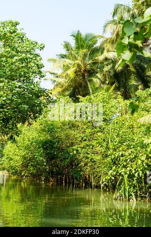 Jungle of Kerala backwaters - una catena di lagune salmastre e laghi che si trovano parallelamente alla costa del Mar Arabico in Kerala, India meridionale Foto Stock