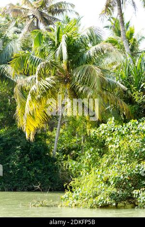 Jungle of Kerala backwaters - una catena di lagune salmastre e laghi che si trovano parallelamente alla costa del Mar Arabico in Kerala, India meridionale Foto Stock