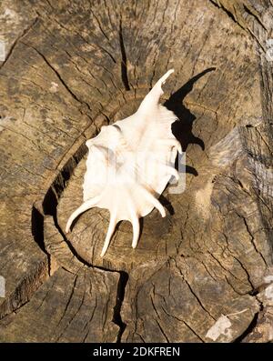 Conchiglia bianca sul vecchio albero spaccato in luminoso sole con ombre contrastanti Foto Stock