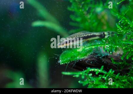 Otocinclusis macrospilus pesce che si nutrono con alghe Foto Stock