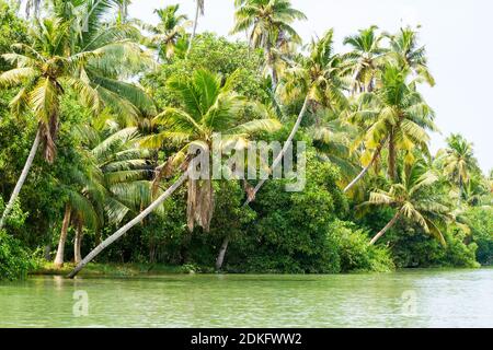 Jungle of Kerala backwaters - una catena di lagune salmastre e laghi che si trovano parallelamente alla costa del Mar Arabico in Kerala, India meridionale Foto Stock