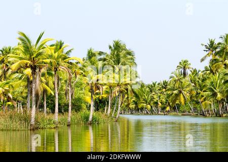 Jungle of Kerala backwaters - una catena di lagune salmastre e laghi che si trovano parallelamente alla costa del Mar Arabico in Kerala, India meridionale Foto Stock