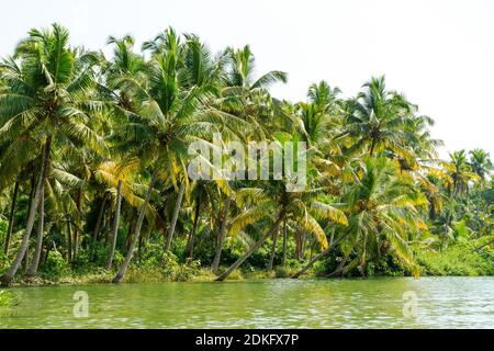 Jungle of Kerala backwaters - una catena di lagune salmastre e laghi che si trovano parallelamente alla costa del Mar Arabico in Kerala, India meridionale Foto Stock