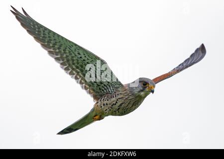 Kestrel comune (Falco tinnunculus) maschio volando da vicino, Assia, Germania Foto Stock