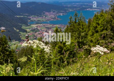 Zizzarro gigante, (Heracleum mantegazzianum), Wallberg, 1722 m, Rottach-Egern, Tegernsee, Alpi Bavaresi, Baviera, Germania, Europa Foto Stock