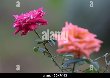 Closeup di bella rosa color pesca con fiori in sfondo Foto Stock