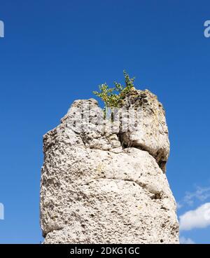 Colonna di fenomeno naturale unico 'Foresta di tonalità' con una piccola betulla cresciuta in cima (Pobitite Kameni, nelle vicinanze di Varna, Bulgaria) Foto Stock