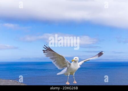 Seagull on Approach, Irlanda Foto Stock