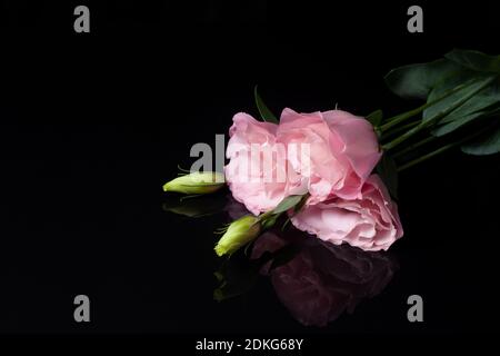 un biglietto d'auguri di tre fiori rosa lisianthus o eustoma con un gemma non aperto giace su uno sfondo nero con una riflessione Foto Stock