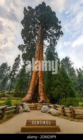 Sequoia gigante albero Sentinel nel Sequoia National Park, California, Stati Uniti Foto Stock