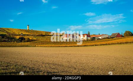 Umore d'autunno a Rheinhessen, ottobre d'oro nel paesaggio collinare vicino a Vendersheim, Foto Stock