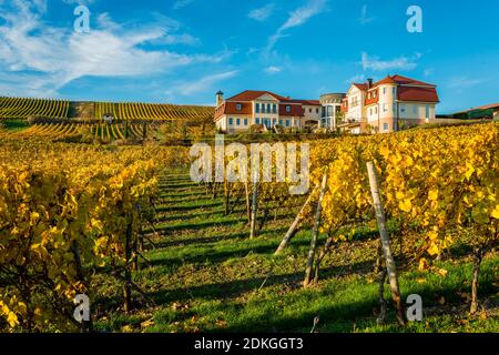 Umore d'autunno a Rheinhessen, ottobre d'oro, vigneto vicino a Vendersheim, Foto Stock