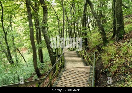 Møns Klint, Klinteskoven, scogliere, sentiero escursionistico, scale principali presso il GeoCenter Foto Stock