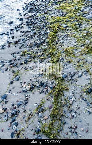 Danimarca, penisola di Møn, spiaggia del Mar Baltico, pietre e alghe, natura morta Foto Stock