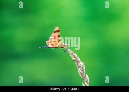 Una libellula riposa nell'erba Foto Stock