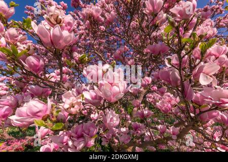 Ciliegio Blossom albero makro colpo da pochi distanza. Foto Stock