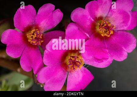 Paraguaya porslane fiore della specie Portulaca amilis Foto Stock