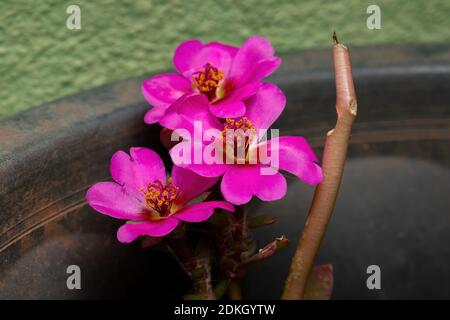 Paraguaya porslane fiore della specie Portulaca amilis Foto Stock