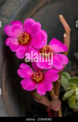 Paraguaya porslane fiore della specie Portulaca amilis Foto Stock