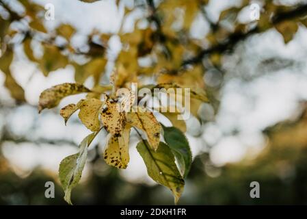 foglie autunnali colorate di un albero di mela Foto Stock