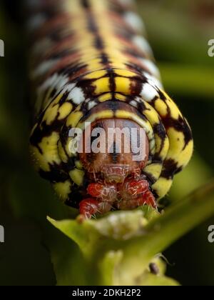 Colonna di allevamento di Sphinx a fascia Moth della specie Eumorfa fasciatus mangiare una pianta Foto Stock