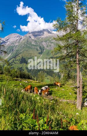 Cows, Grossglockner High Alpine Road, Hohe Tauern, Salzburg State, Carinthia, Austria, Europe Stock Photo