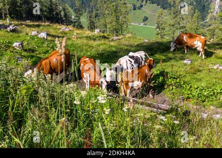 Cows, Grossglockner High Alpine Road, Hohe Tauern, Salzburg State, Carinthia, Austria, Europe Stock Photo