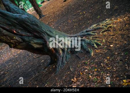 Albero di Yew, tassi antichi, alberi iconici, proprietà importanti, trattamento del cancro, usi medici, precodati cristianesimo, culto pagano, tassi inglesi, druidi. Foto Stock