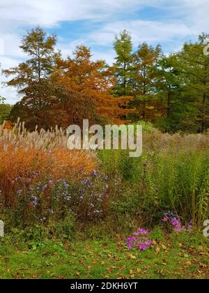 Westpark, autumn, tall, colorful grass, trees, lots of autumn leaves Foto Stock