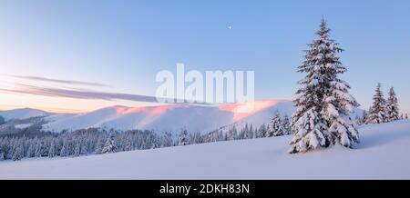 Incredibile alba. Una vista panoramica sul coperto con alberi di gelo nelle rondini di neve. Alte montagne con picchi bianchi di neve. Foresta invernale. Terra naturale Foto Stock