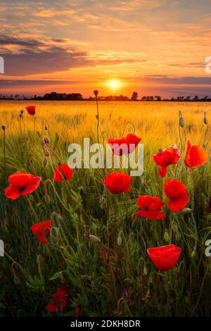 Tramonto, sole, campo di mais, papaveri, fiori, Lipsia, Sassonia, Germania, Europa Foto Stock