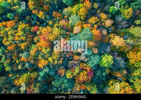 Astratto, vista aerea, colore del fogliame, autunno, foresta, Harz, Sassonia-Anhalt, Germania, Europa Foto Stock