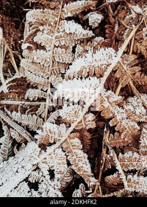 felce appassite, gelo Foto Stock
