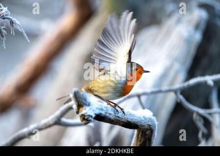 Europea di Robin in inverno Foto Stock