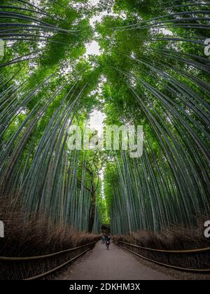 Vista della gente che cammina attraverso la foresta di bambù di Arashiyama Foto Stock