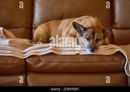 Cane in appoggio sul lettino Foto Stock