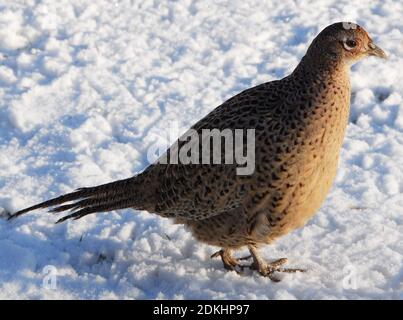 Gallina fagiano che cammina nella neve. Foto Stock