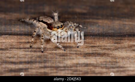 Parete grigia saltando Spider della specie Menemerus bivittatus Foto Stock