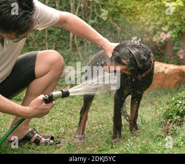 Bel cane rottweiler prendere una doccia all'aperto. Foto Stock